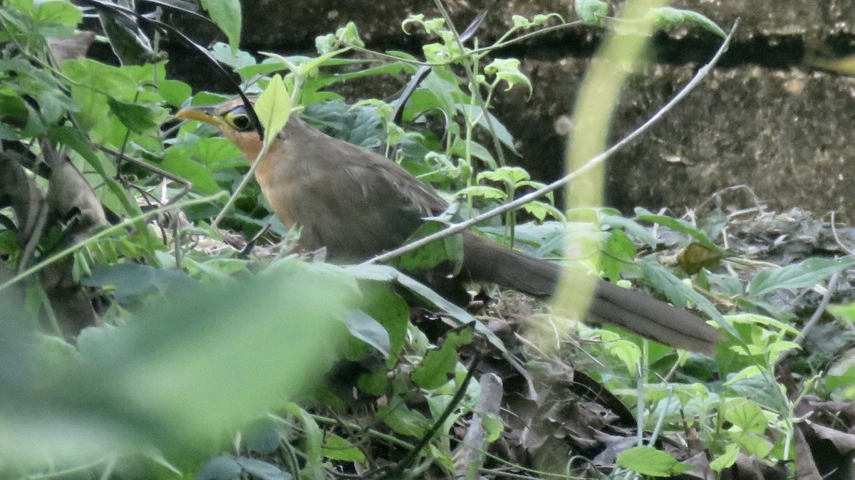 Lesser Ground-Cuckoo - ML73638411