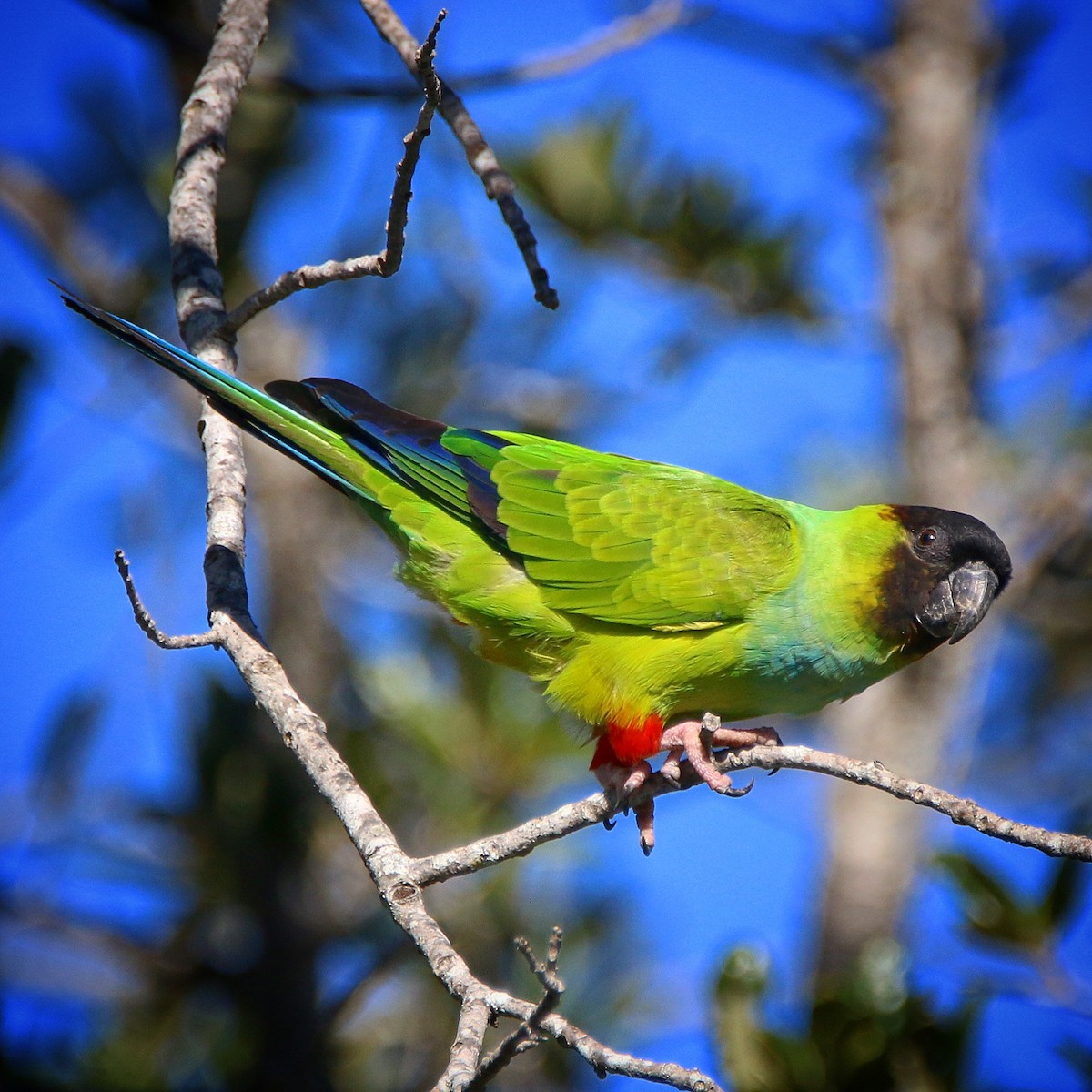 Nanday Parakeet - ML73640001