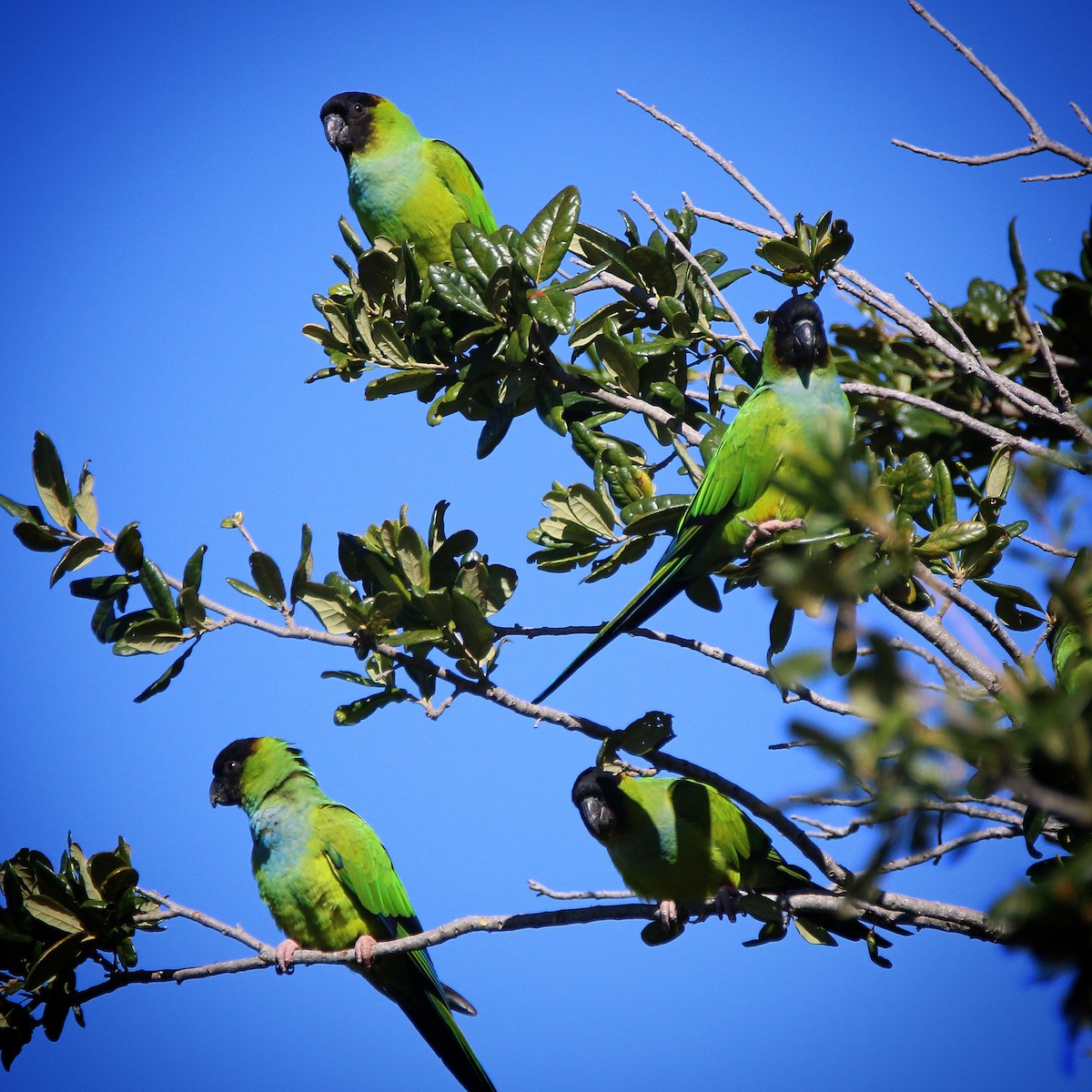 Nanday Parakeet - ML73640031