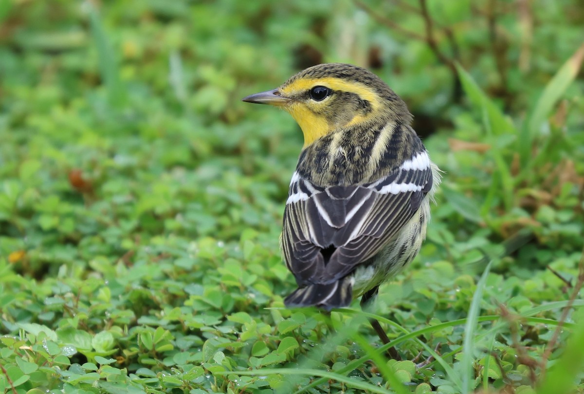 Blackburnian Warbler - ML73640401