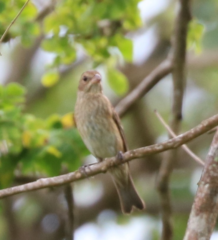 Indigo Bunting - ML73640571