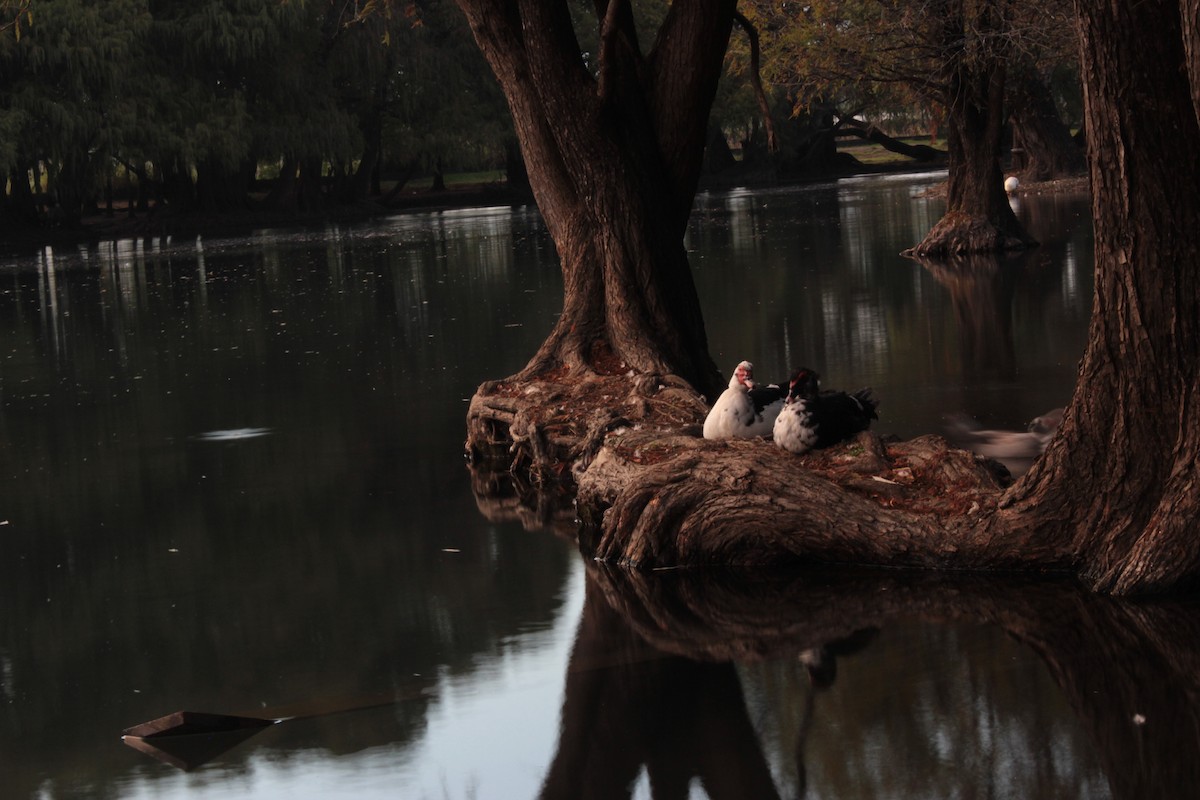 Muscovy Duck (Domestic type) - Landy Carolina Orozco Uribe