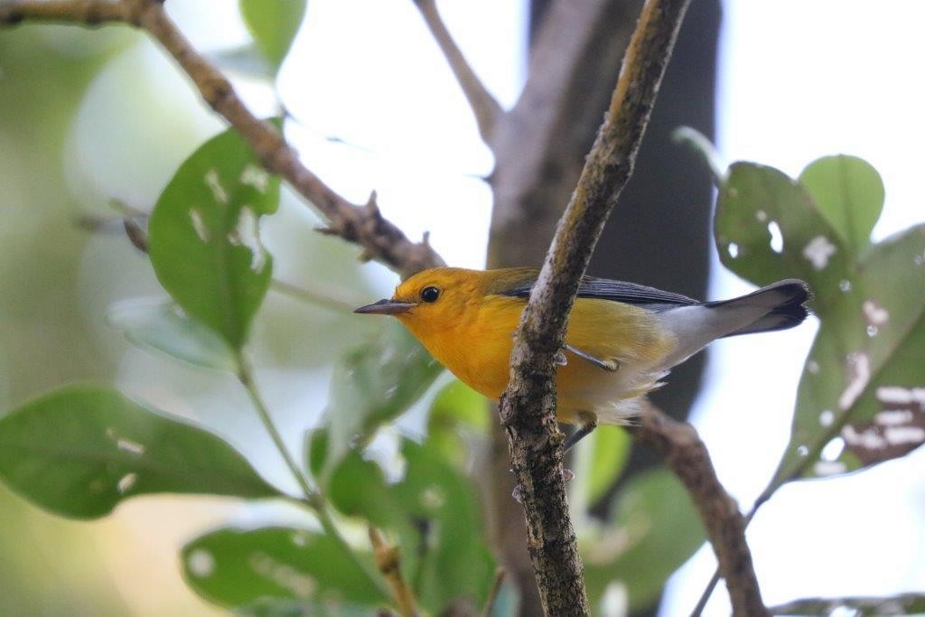 Prothonotary Warbler - ML73642901