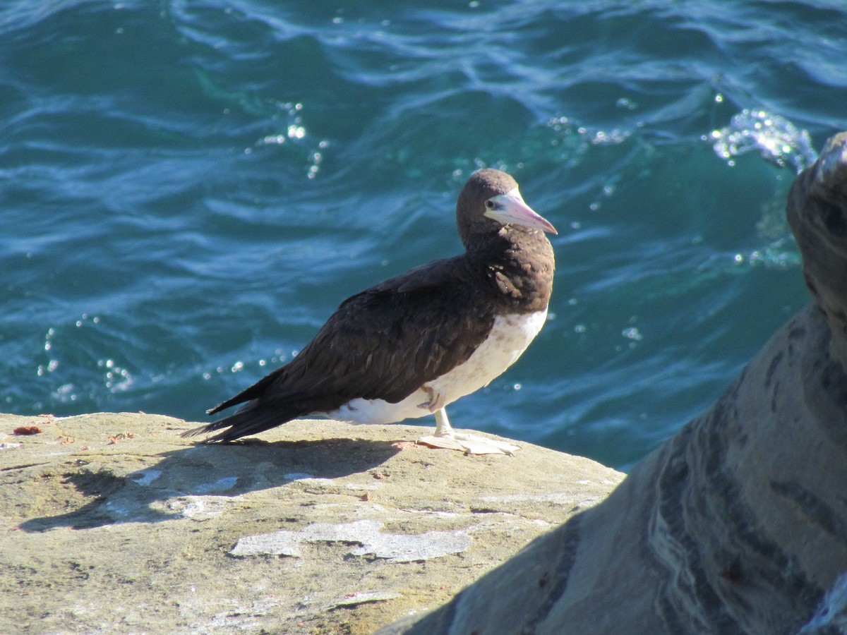 Brown Booby - ML73643531