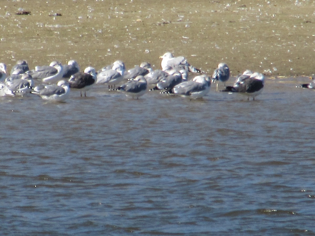 Lesser Black-backed Gull - ML73644591