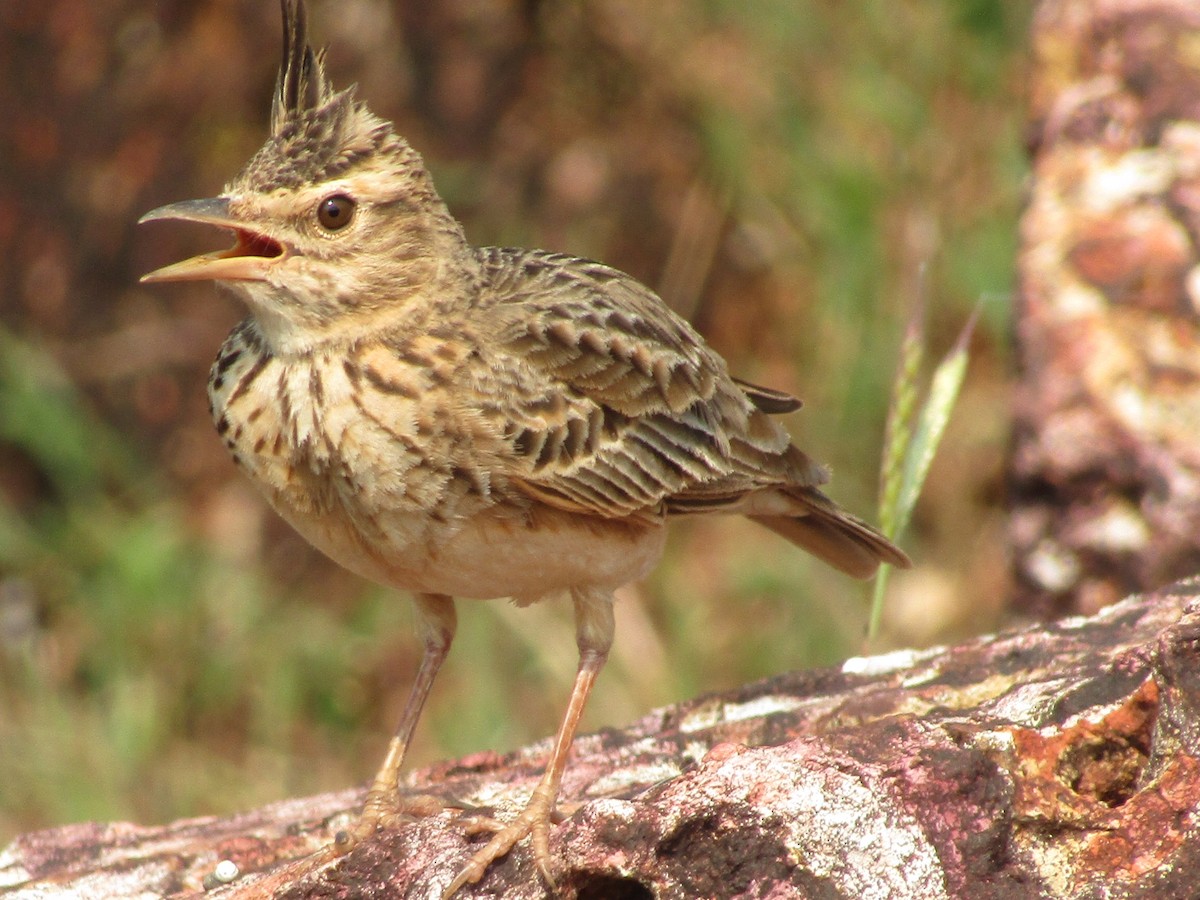 Cochevis de Malabar - ML73646491