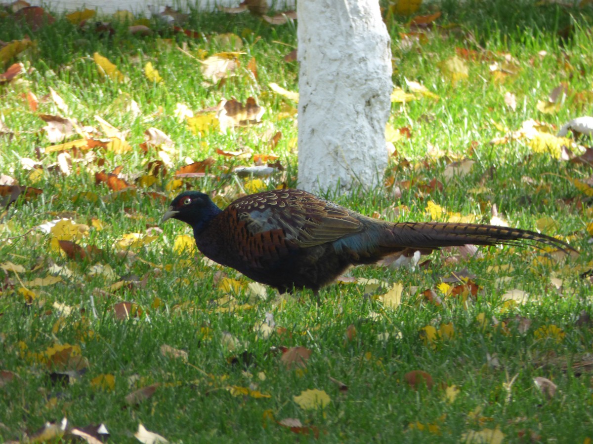 Ring-necked Pheasant - ML73646711