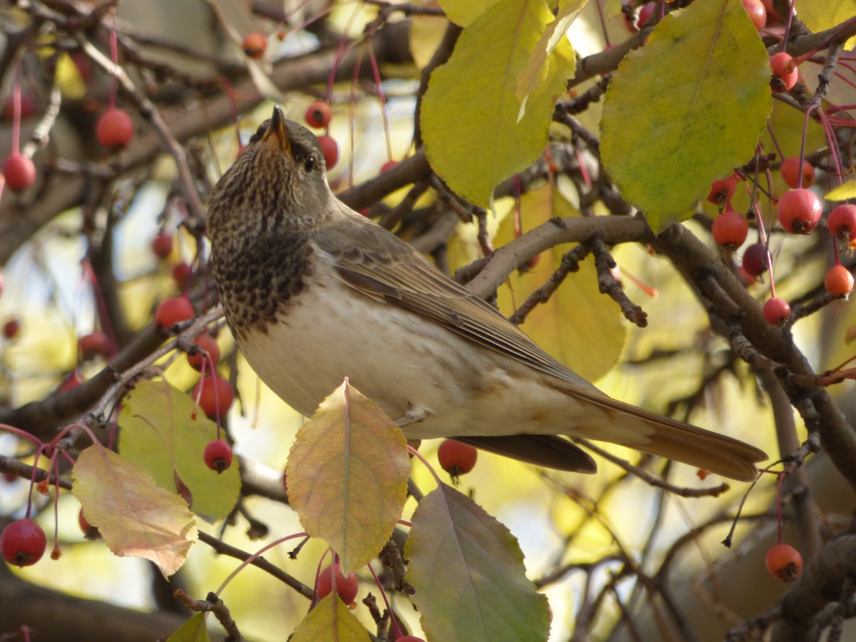 Black-throated Thrush - ML73646791