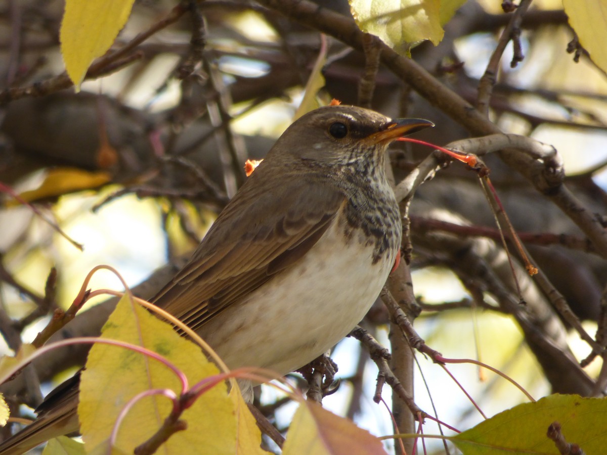 Black-throated Thrush - Philip Steiner