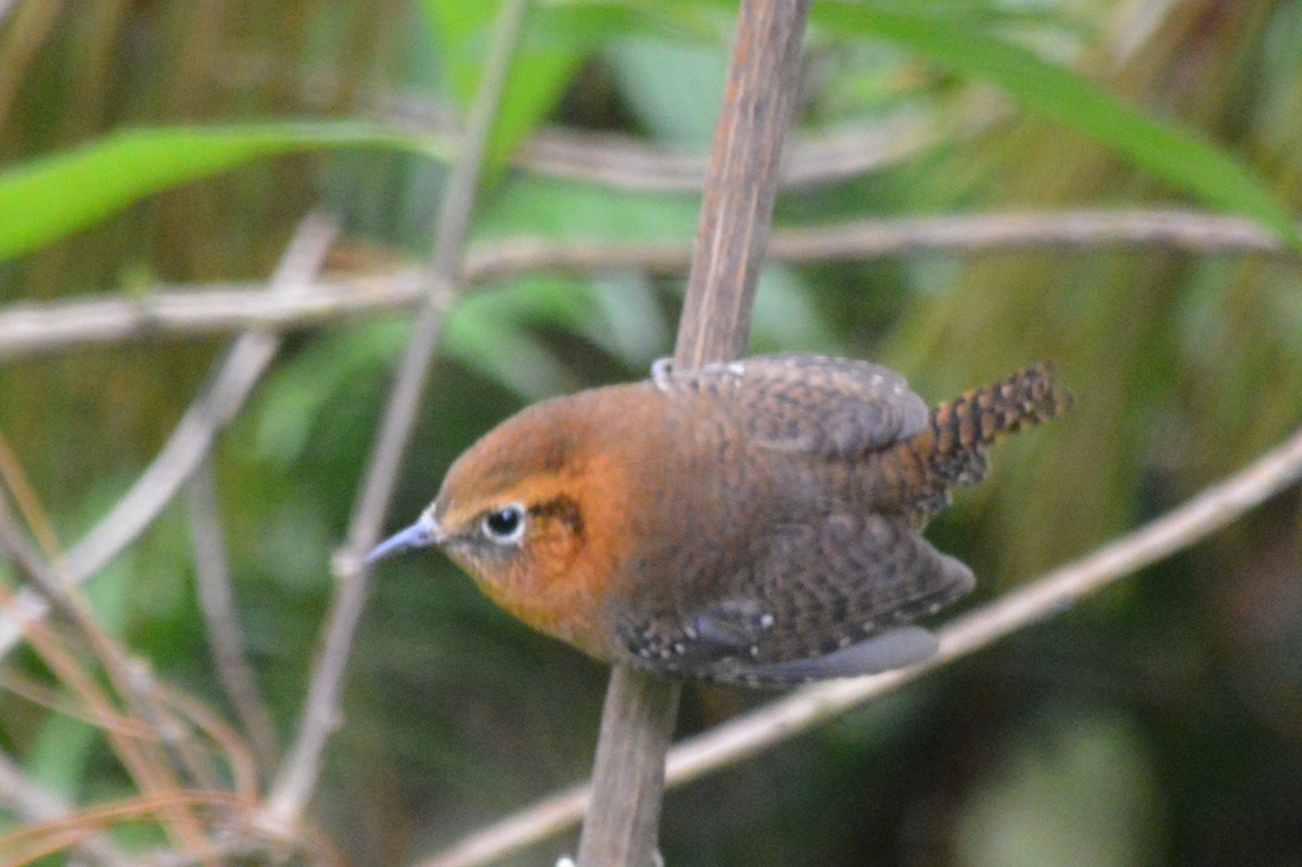 Rufous-browed Wren - Carlos Mancera (Tuxtla Birding Club)