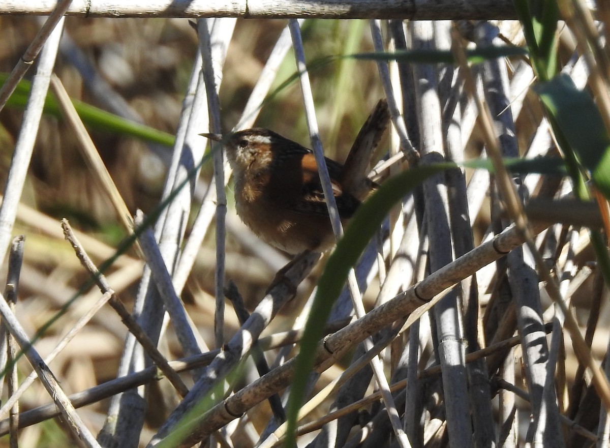 Marsh Wren - ML73647061