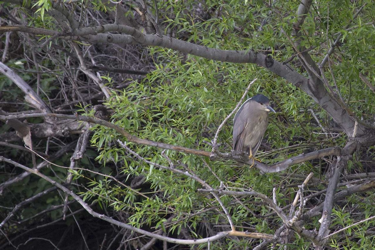 Black-crowned Night Heron - Ingrid Sanchez