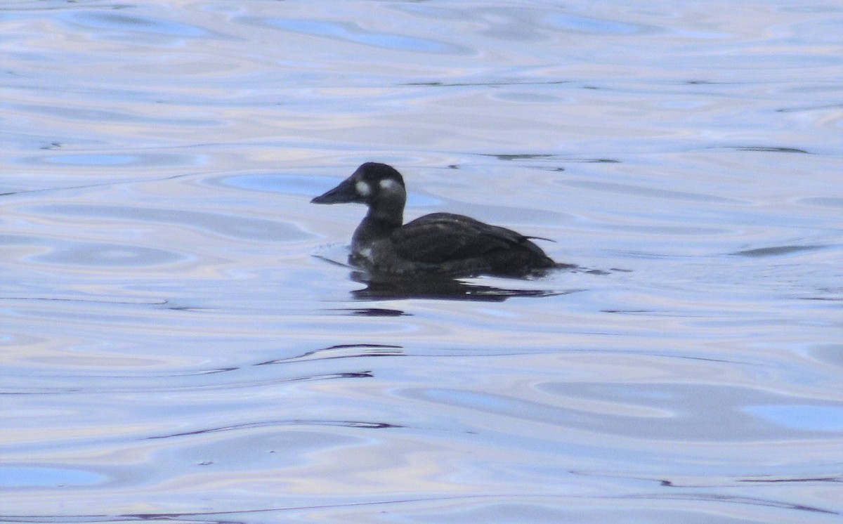 Surf Scoter - Mike Cook