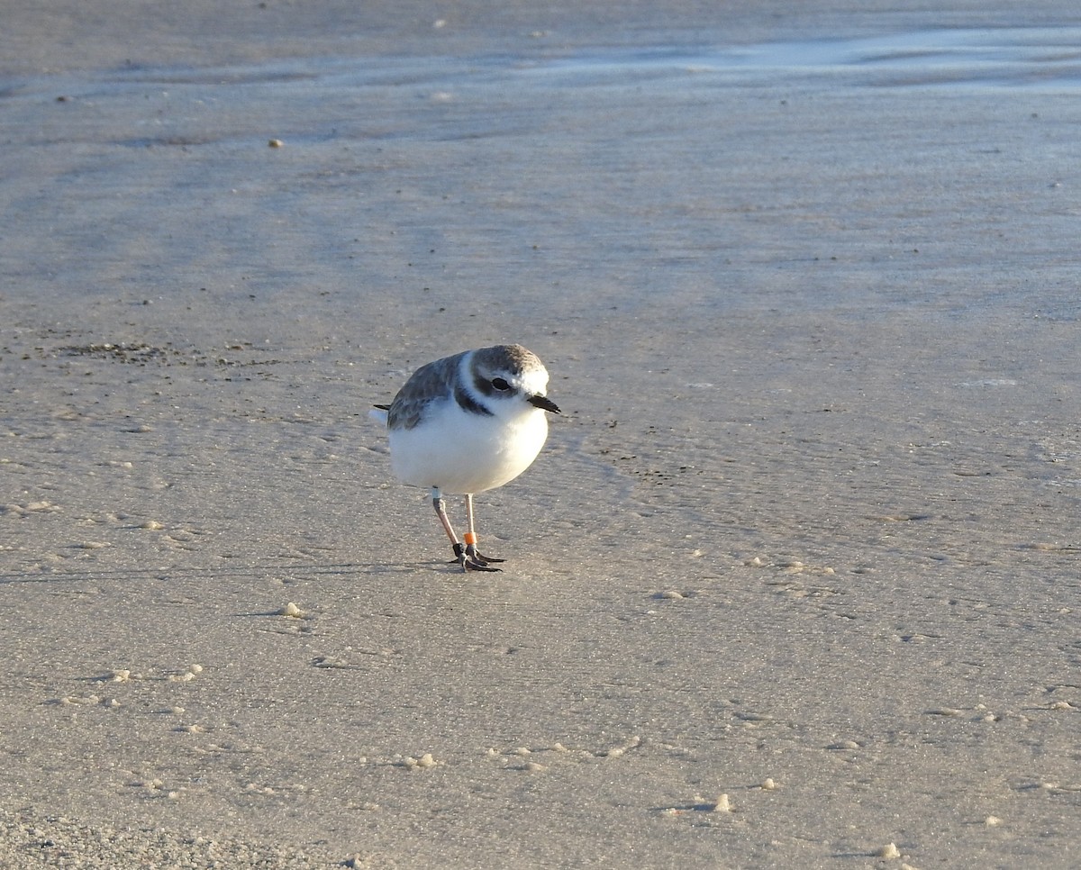 Snowy Plover - ML73648531