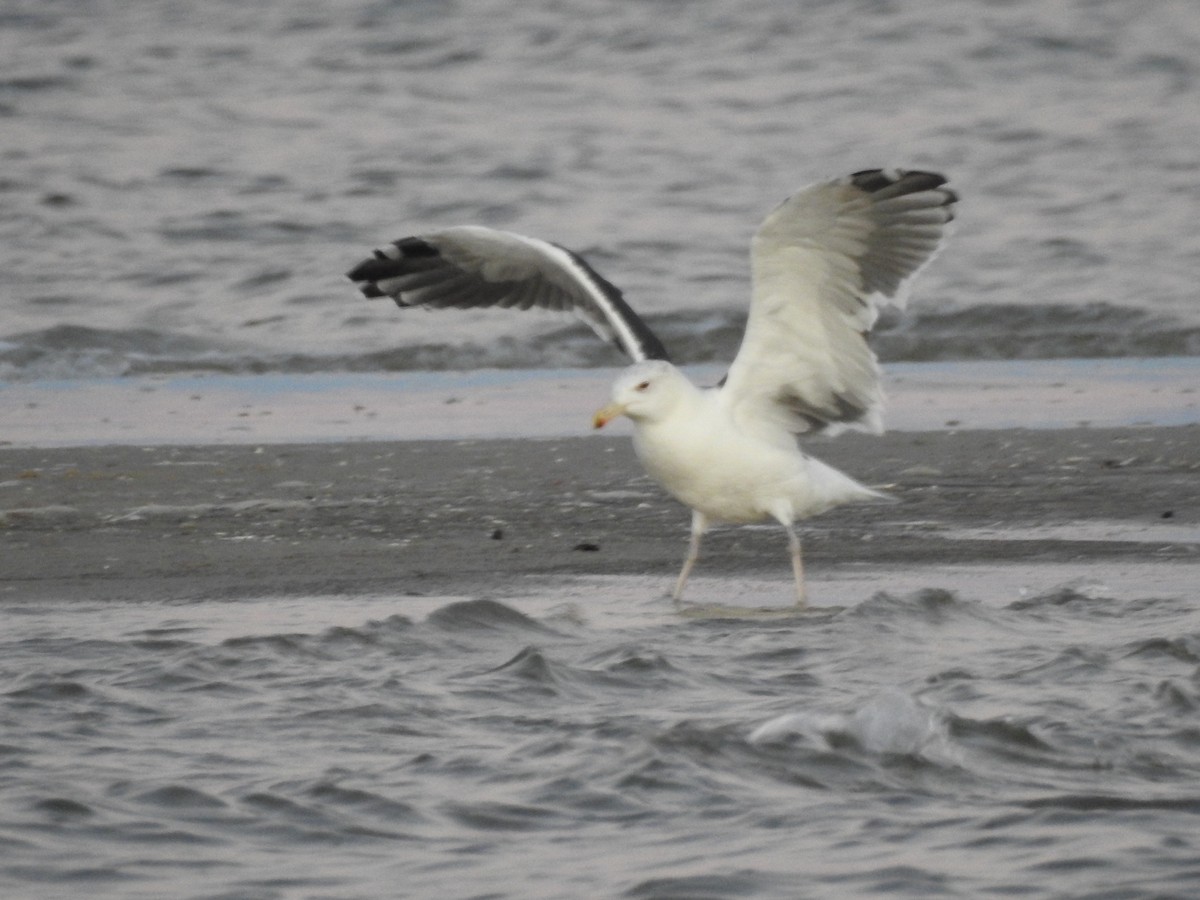 Great Black-backed Gull - ML73649581