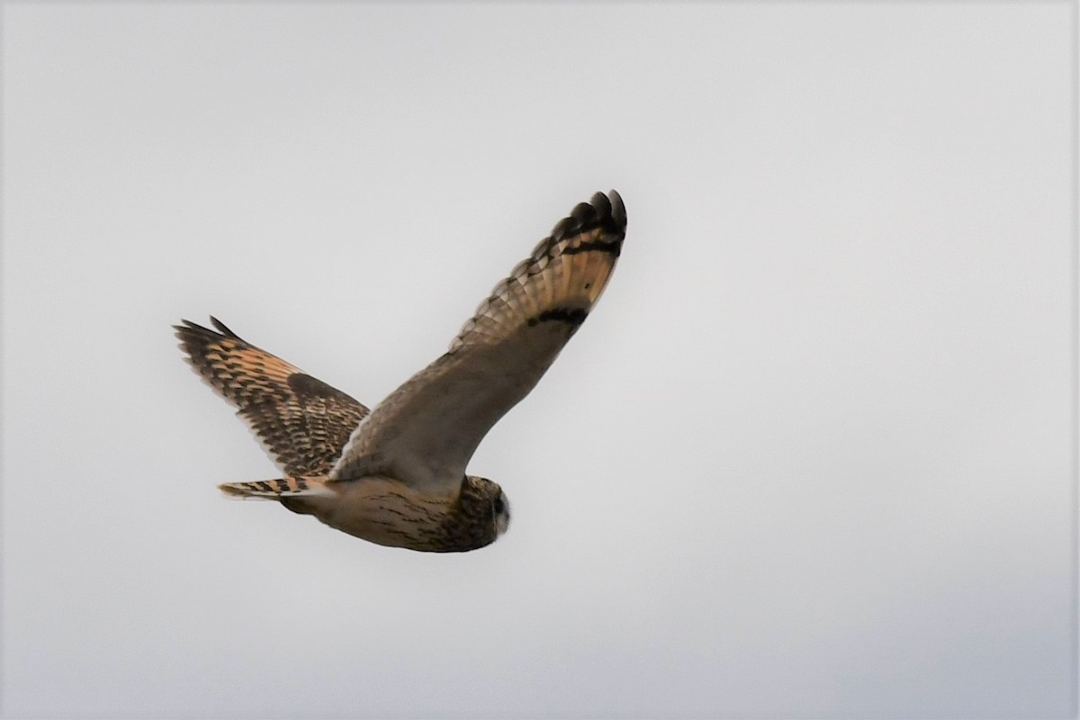 Short-eared Owl - ML73651371