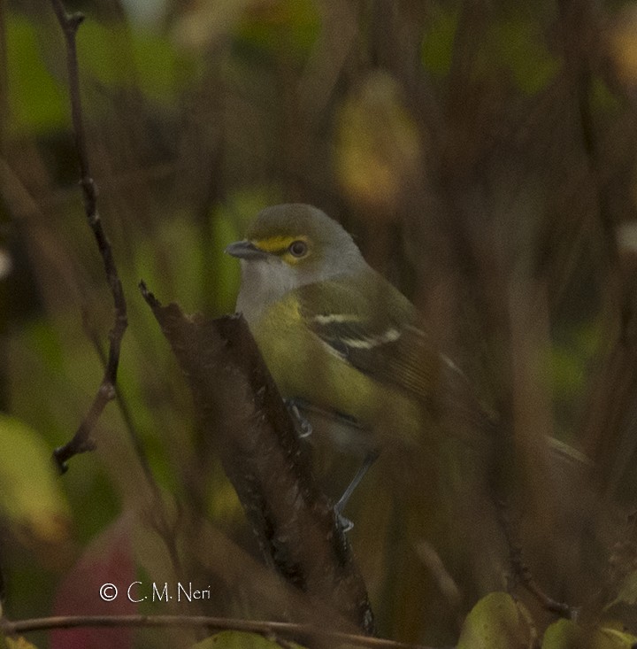 Vireo Ojiblanco - ML73651611