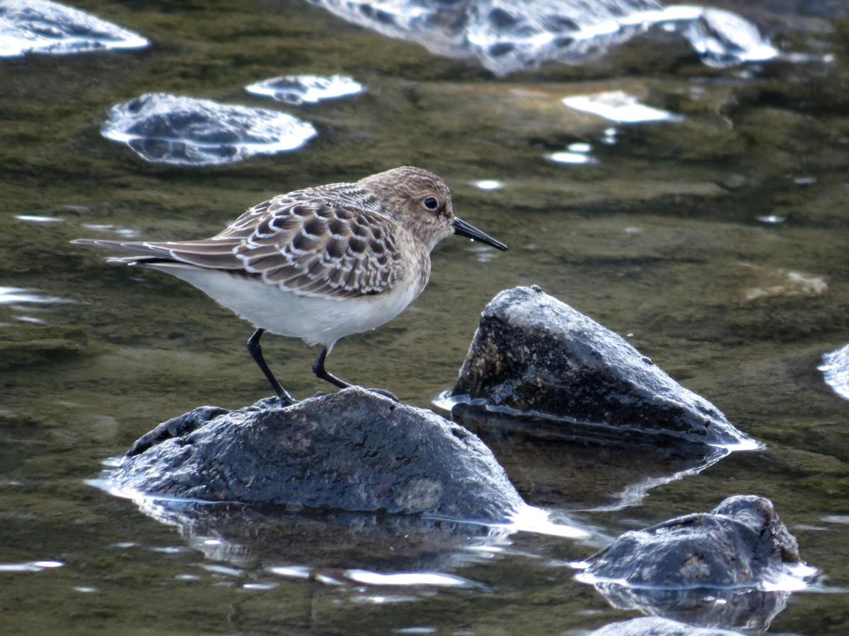 Baird's Sandpiper - ML73651791
