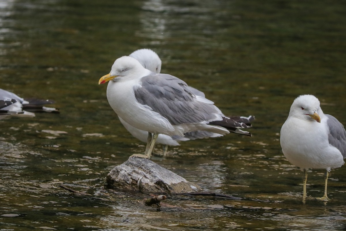 California Gull - ML73652531