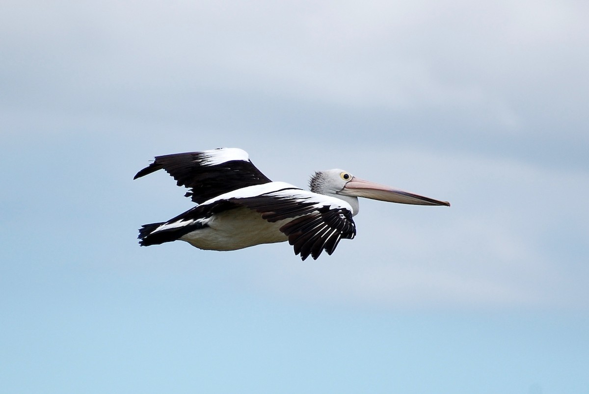 pelikán australský - ML73652861