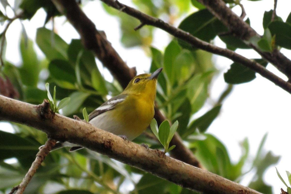 Yellow-throated Vireo - ML73655201