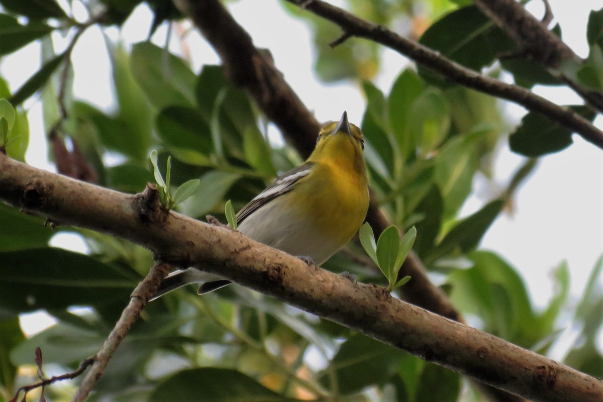 Yellow-throated Vireo - ML73655211