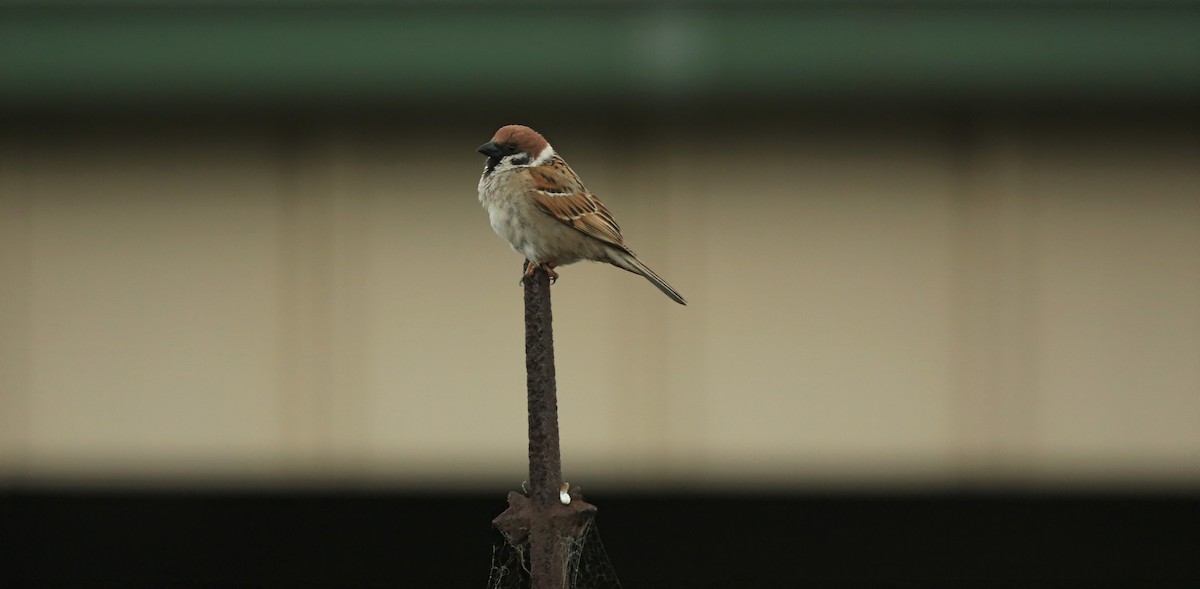 Eurasian Tree Sparrow - ML73655861