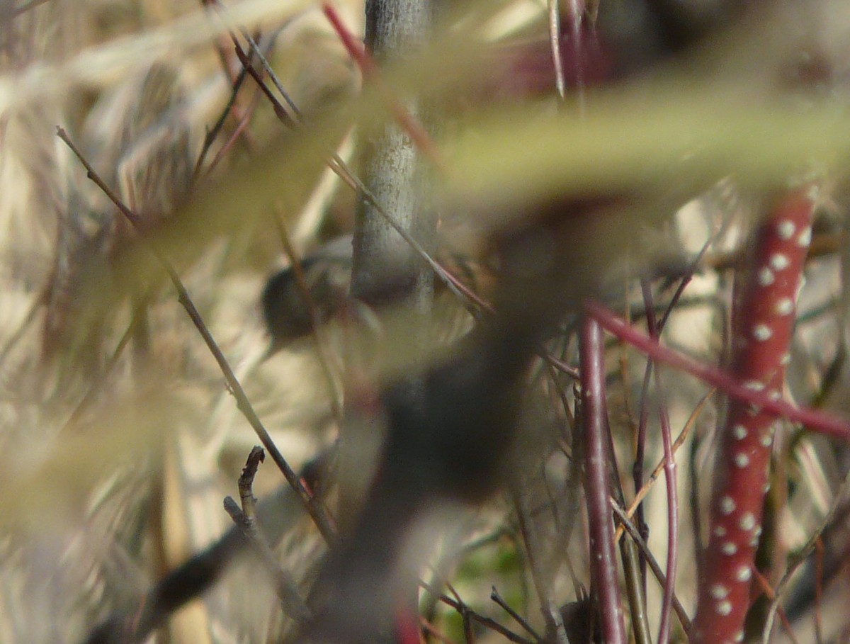 Swamp Sparrow - ML73657521