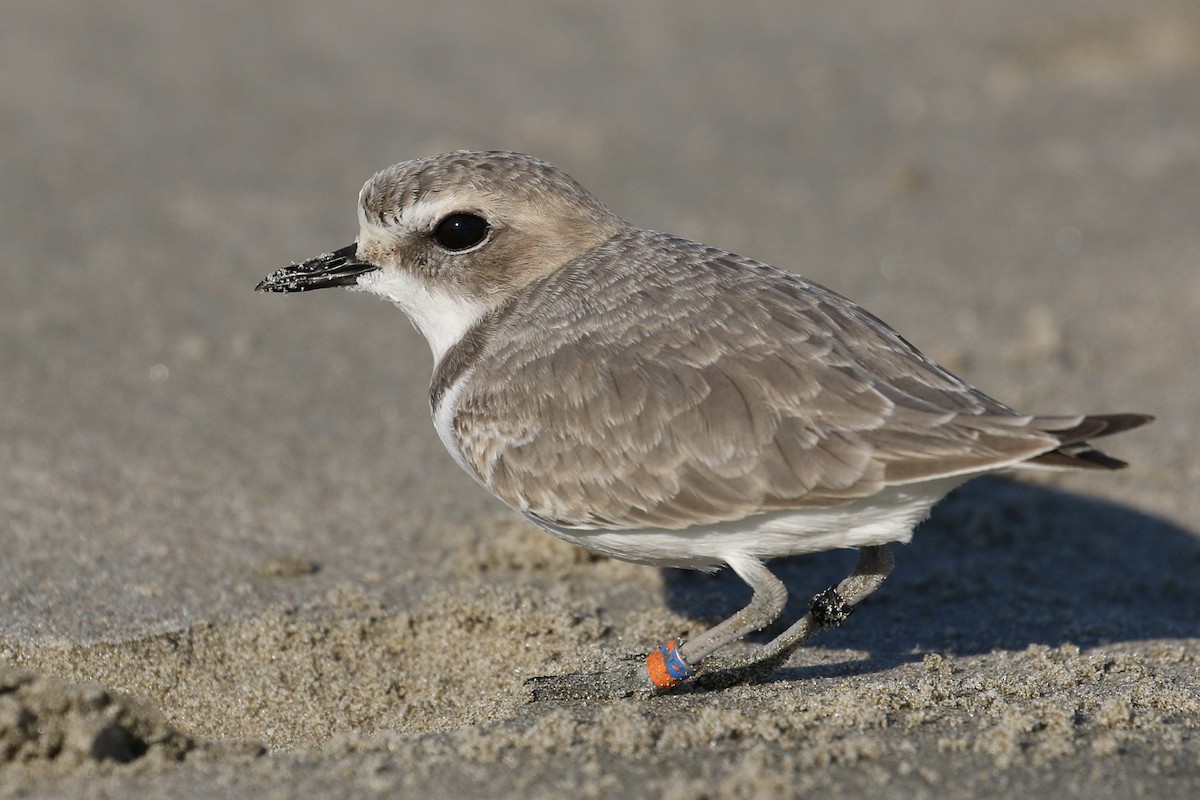 Snowy Plover - Russ Morgan