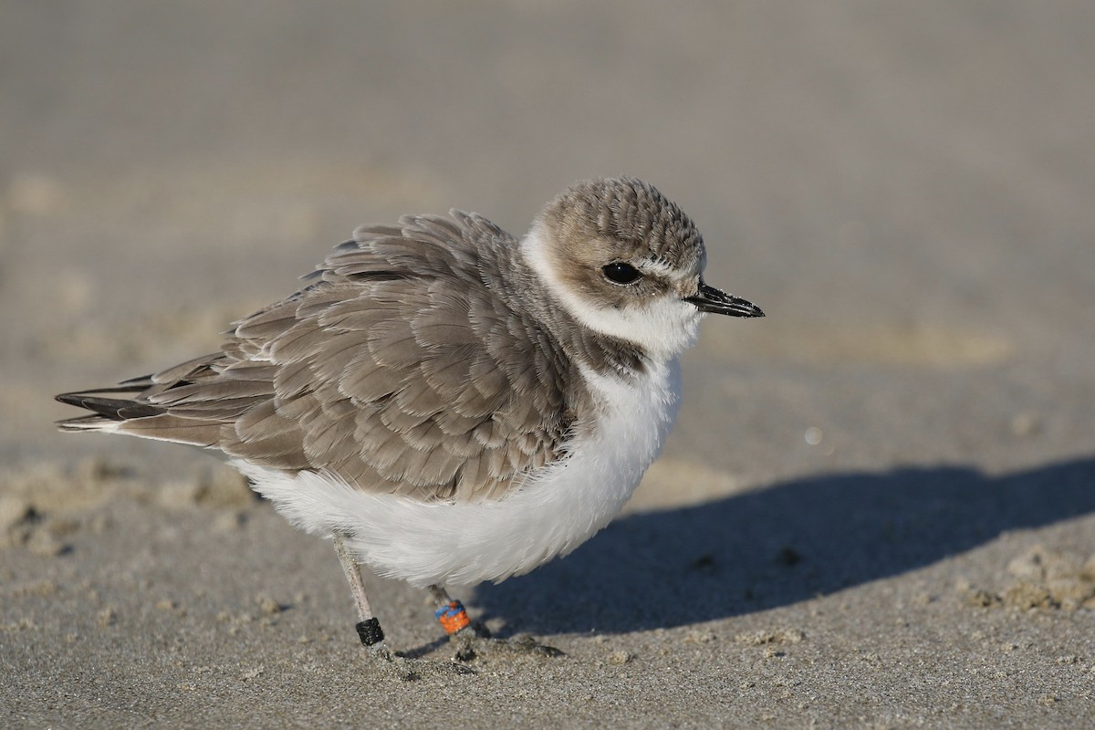 Snowy Plover - Russ Morgan