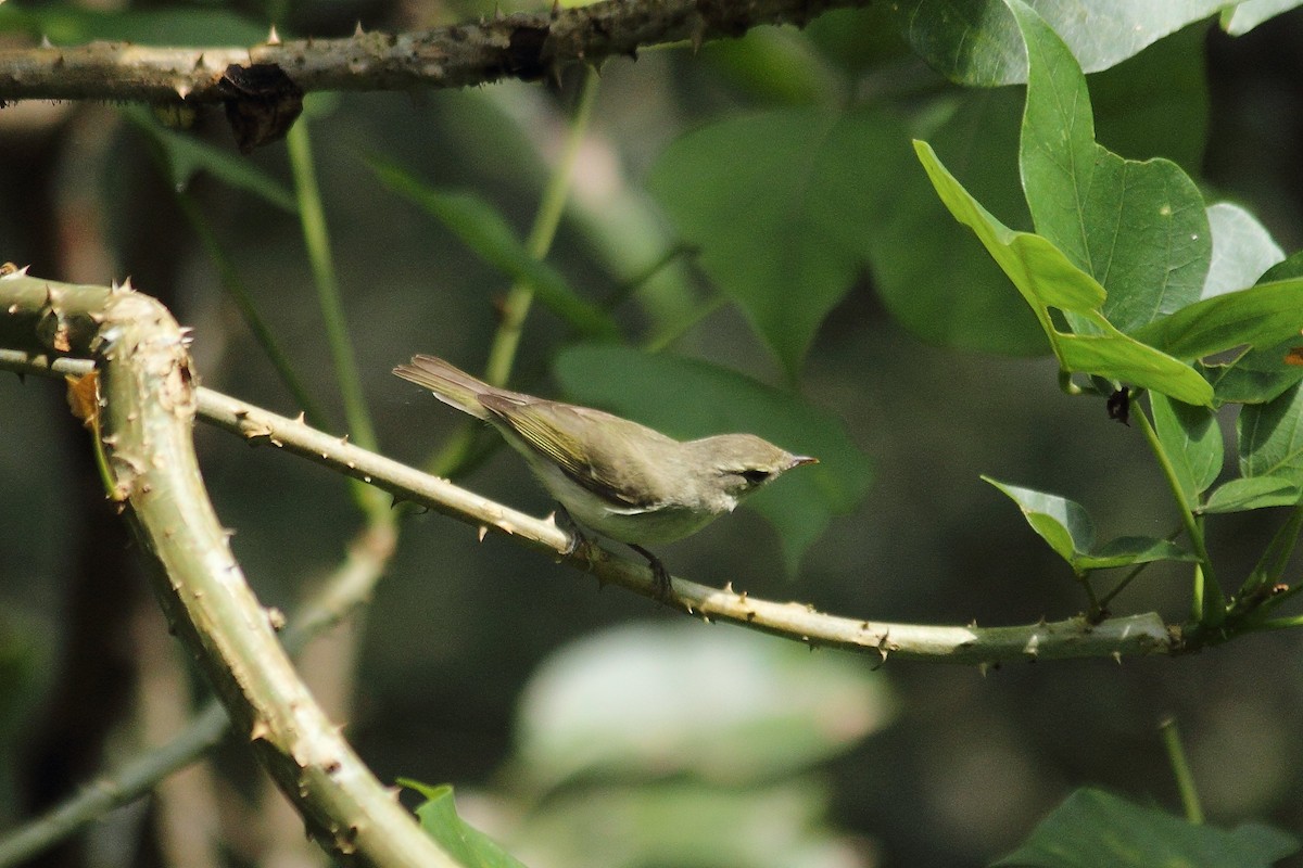 Greenish Warbler - kuttettan munnar