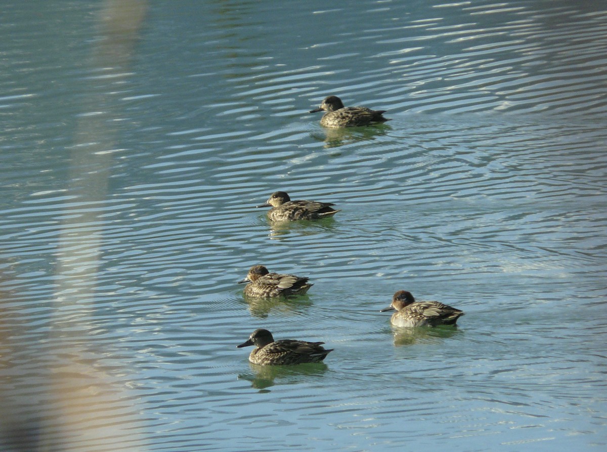 Green-winged Teal - ML73658471