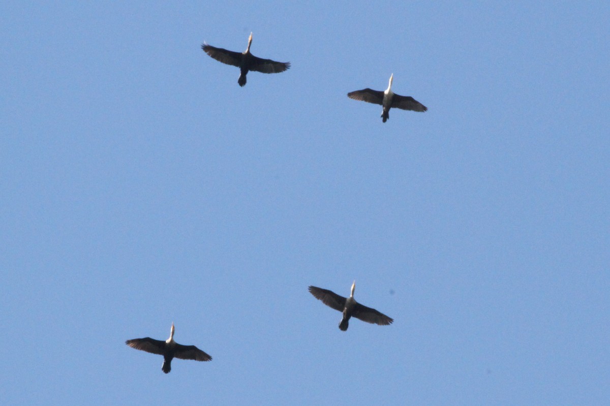 Double-crested Cormorant - ML73658561