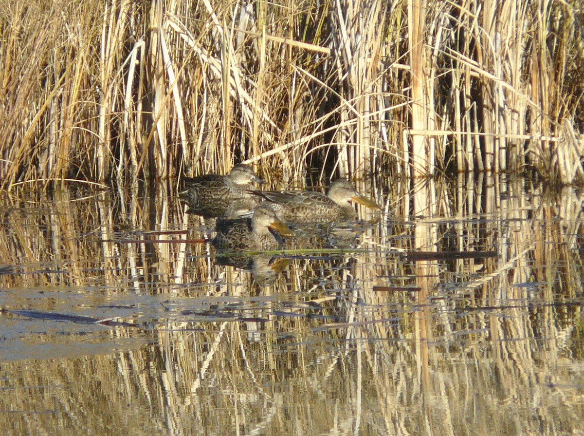 Northern Shoveler - ML73659431