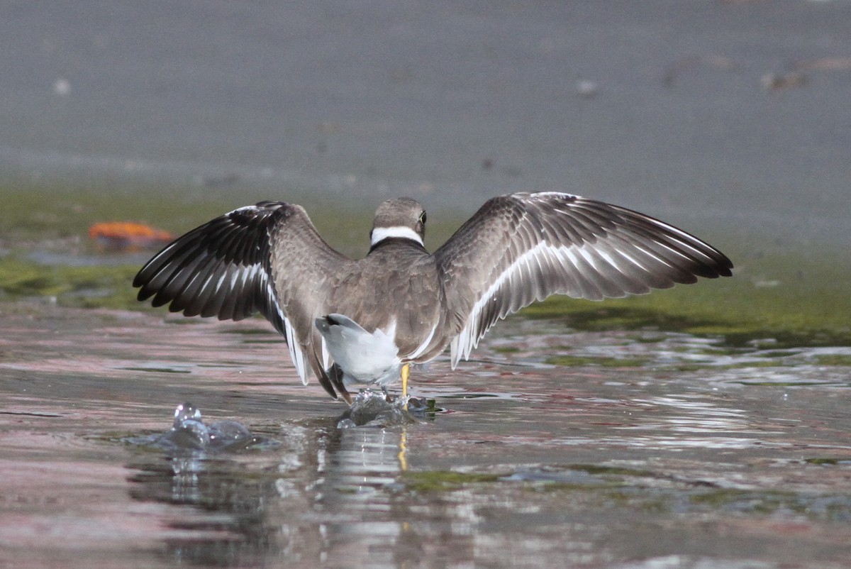 Semipalmated Plover - ML73659541