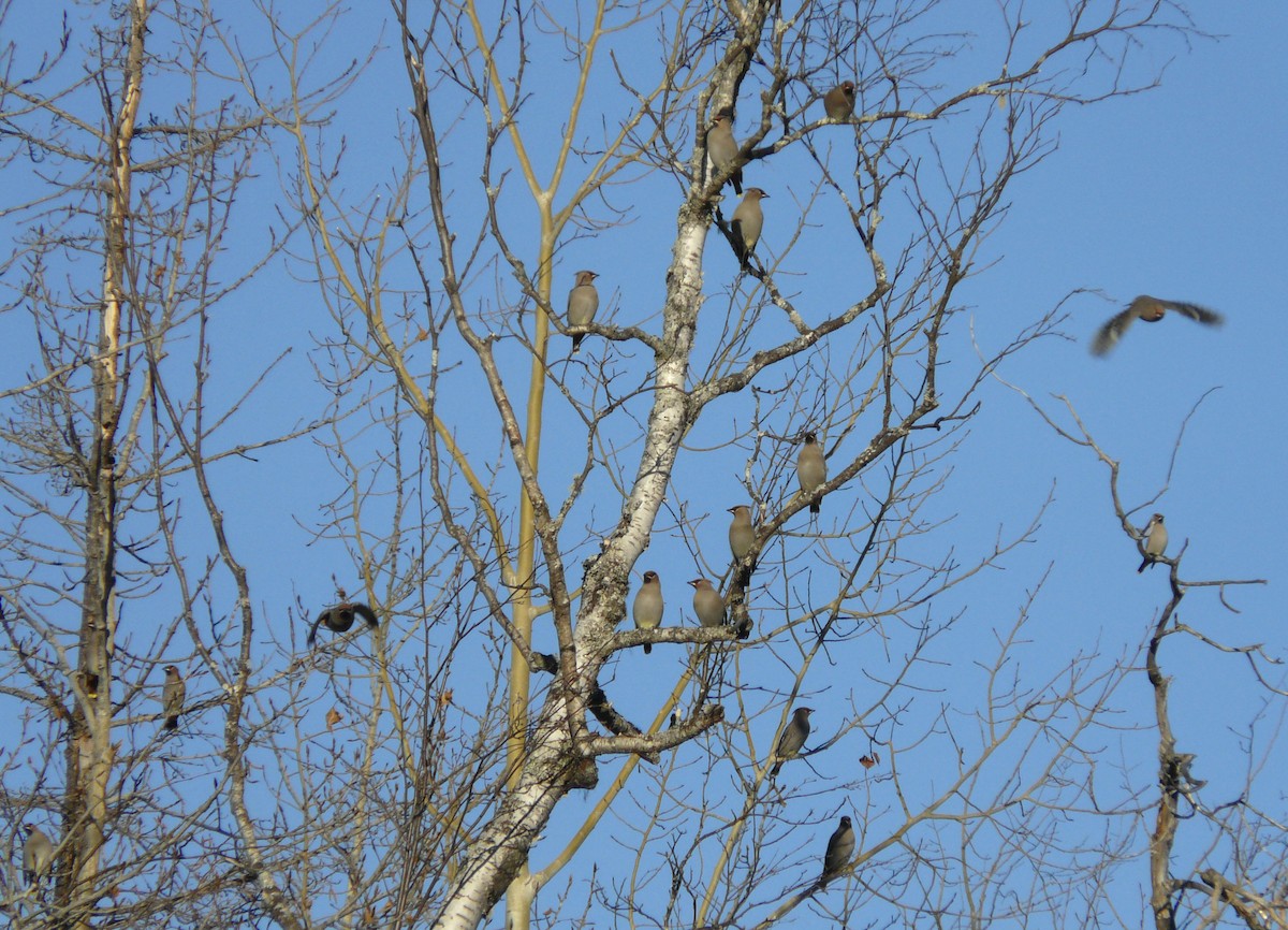 Bohemian Waxwing - ML73660731