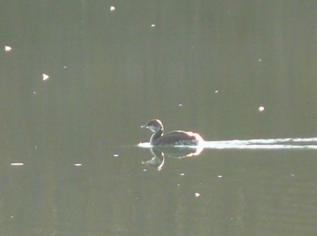 Horned Grebe - Douglas Leighton