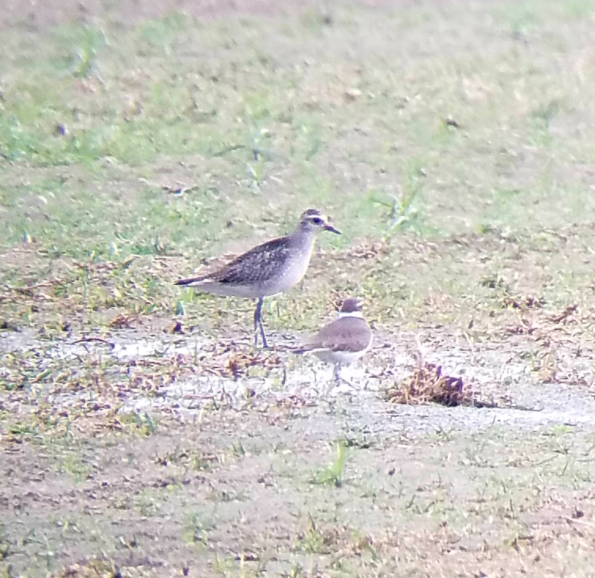 American Golden-Plover - Andrew Partin