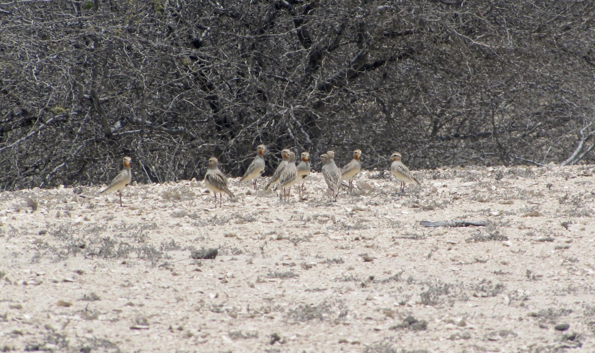 Tawny-throated Dotterel - Jorge Novoa - CORBIDI