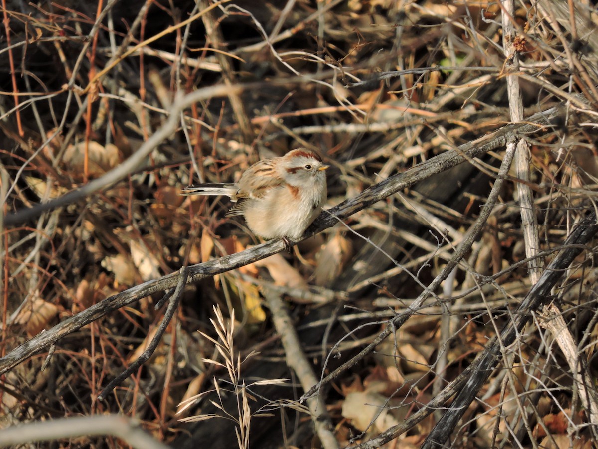 American Tree Sparrow - ML73663511