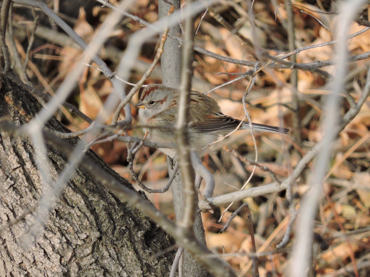 American Tree Sparrow - ML73663521