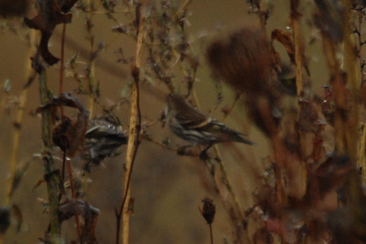 Pine Siskin - Stephen Rossiter