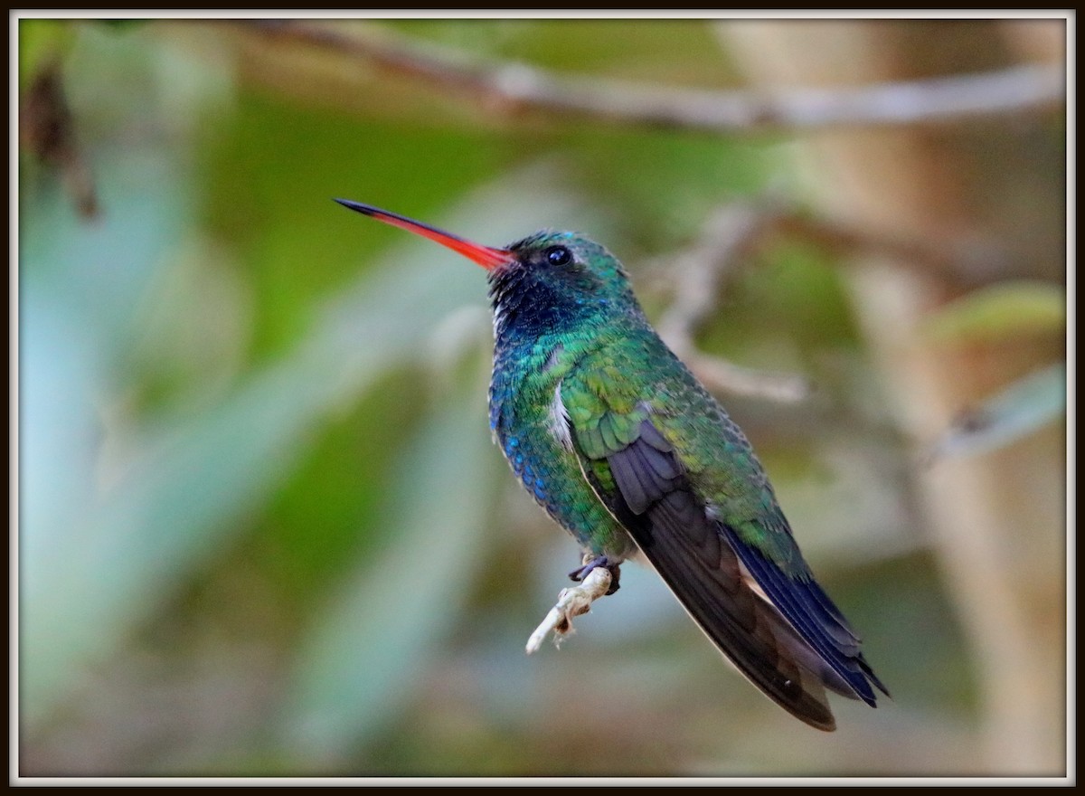 Colibrí Piquiancho Común - ML73664071