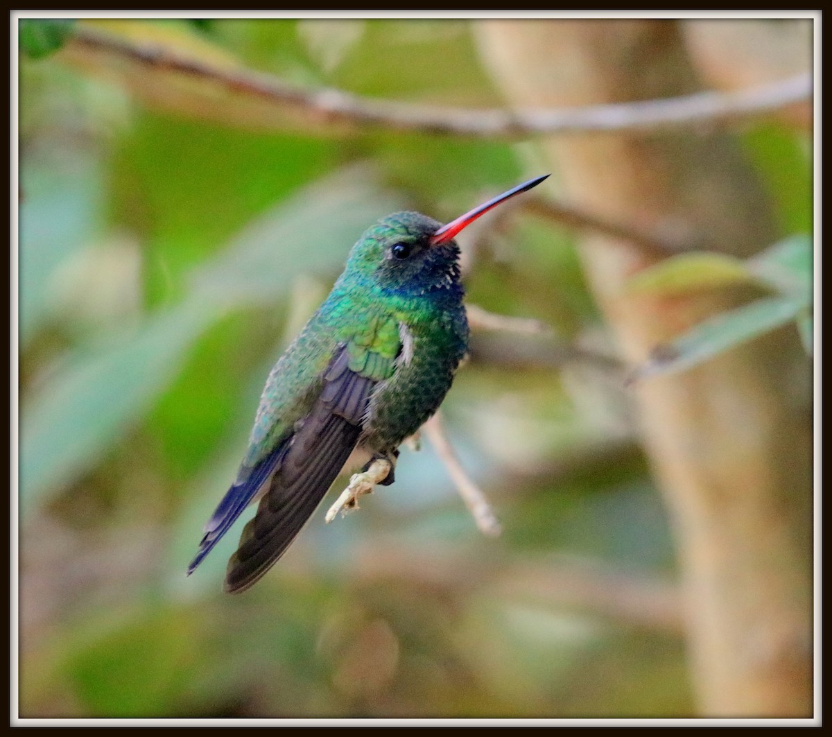 Colibrí Piquiancho Común - ML73664101