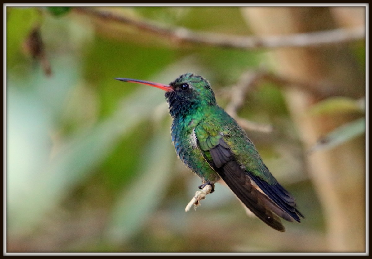 kolibřík širokozobý - ML73664161