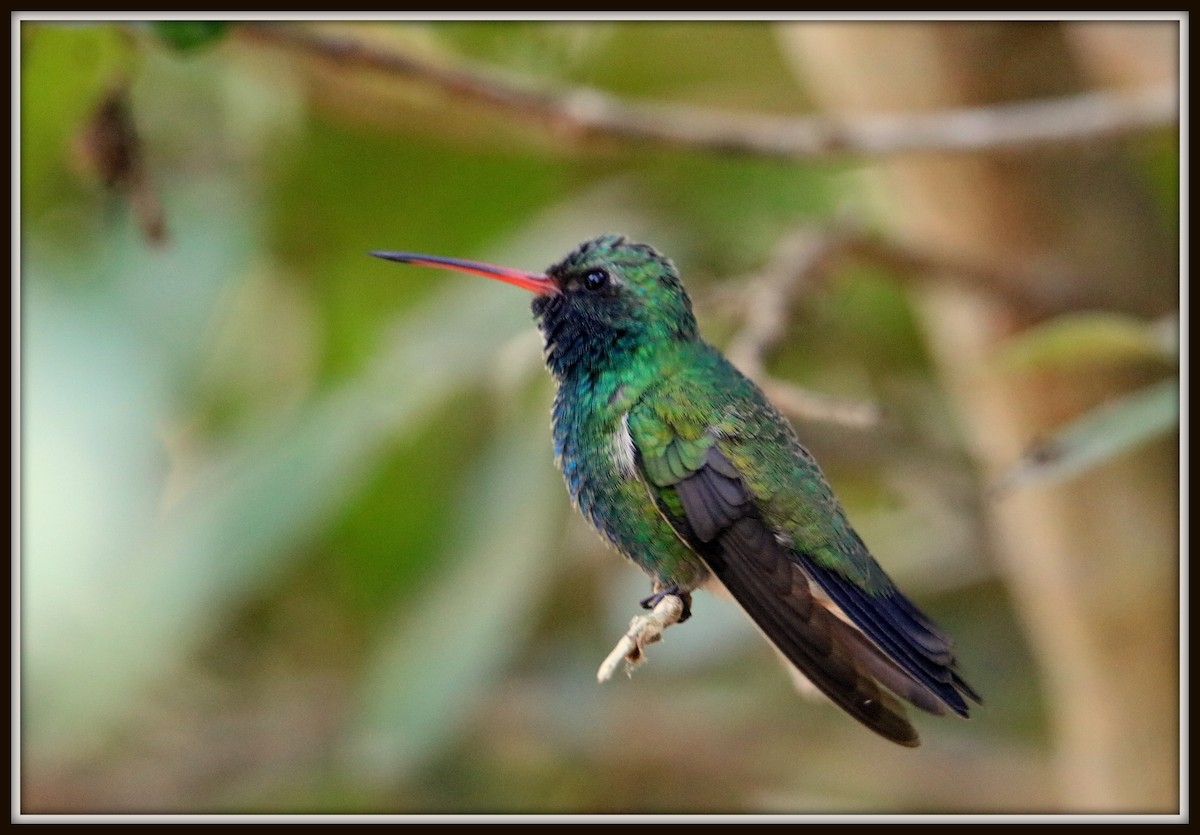 Broad-billed Hummingbird - Albert Linkowski