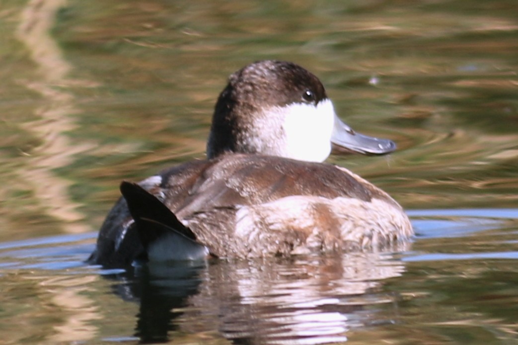 Ruddy Duck - ML73664491
