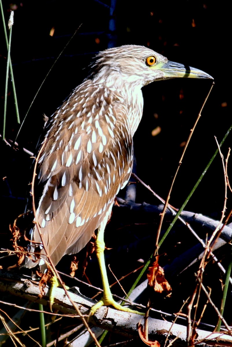 Black-crowned Night Heron - ML73664511