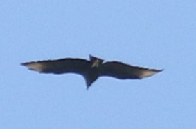 Black Vulture - ML73664521