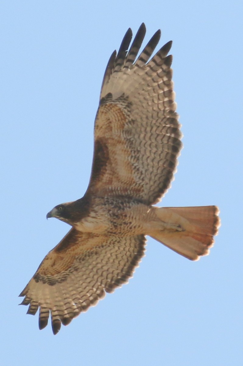 Red-tailed Hawk - ML73664541
